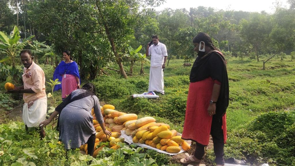 Harvest Festival FLD on Organic management practice for red pumpkin